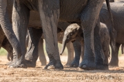 Elefantenbaby im Schutz der Füße