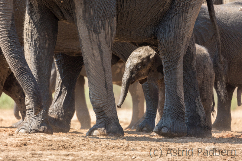 Elefantenbaby im Schutz der Füße