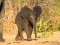Elefantenbaby im Schutz der Füße