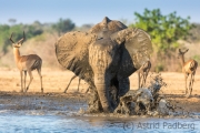 Elefantenbulle am Wasserloch