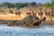 Elefantenbulle am Wasserloch