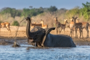 Elefantenbulle am Wasserloch