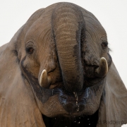 Elefantenbulle am Wasserloch