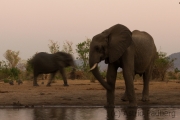 Elefantenbulle am Wasserloch