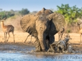 Elefantenbulle am Wasserloch