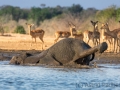 Elefantenbulle am Wasserloch