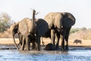 Elefantenfamilie am Wasserloch