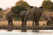 Elefantenfamilie am Wasserloch