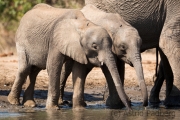 Elefantenfamilie am Wasserloch