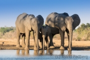 Elefantenfamilie am Wasserloch