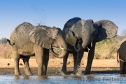 Elefantenfamilie am Wasserloch