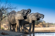 Elefantenfamilie am Wasserloch