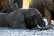 Elefantenfamilie am Wasserloch