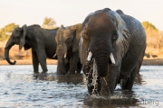 Elefantenfamilie am Wasserloch