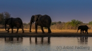 Elefantenfamilie am Wasserloch