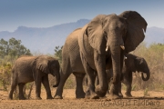 Elefantenfamilie am Wasserloch