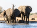 Elefantenfamilie am Wasserloch