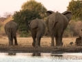 Elefantenfamilie am Wasserloch