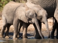 Elefantenfamilie am Wasserloch