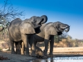 Elefantenfamilie am Wasserloch