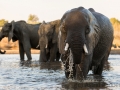 Elefantenfamilie am Wasserloch
