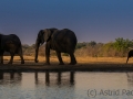 Elefantenfamilie am Wasserloch