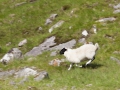Kinlochleven - Fort William