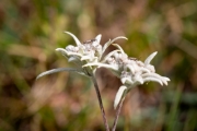 Edelweiss