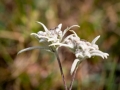 Edelweiss