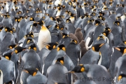 Königspinguine