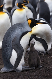 Königspinguin mit Küken