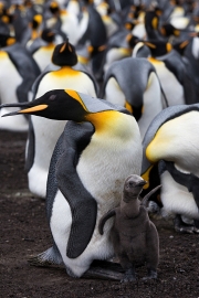 Königspinguin mit Küken