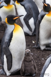 "Bald bin ich auch so groß wie Mama!"