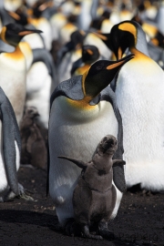 Königspinguin mit Küken