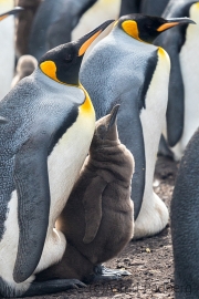 "Ganz nach der Mama!"