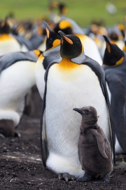 Königspinguin mit Küken