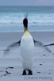 Königspinguine am frühen Morgen