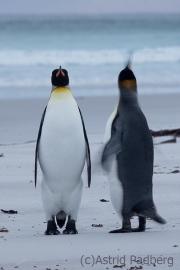 Königspinguine am frühen Morgen