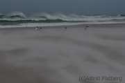 Sandsturm am Volunteer Beach