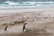 Königspinguin im Sandsturm