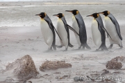 Königspinguine im Sandsturm