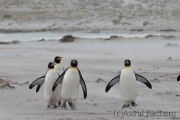 Königspinguine im Sandsturm