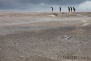 Königspinguine am Volunteer Beach