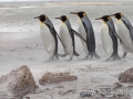 Königspinguine im Sandsturm