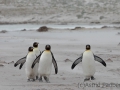 Königspinguine im Sandsturm