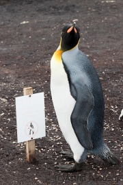 Königspinguin