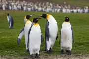 Königspinguine