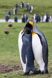 Königspinguine