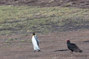 Königspinguin mit Truthahngeier