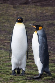 Königspinguine